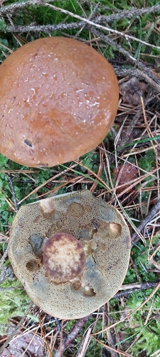 Bay Bolete