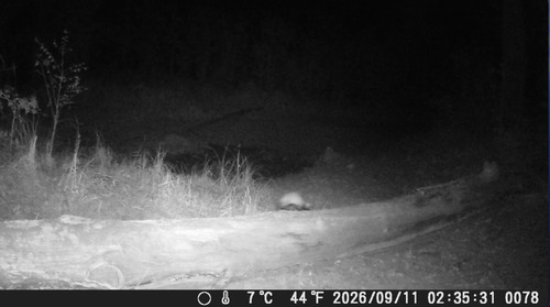Western Polecat