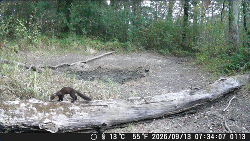 Eurasian Pine Marten