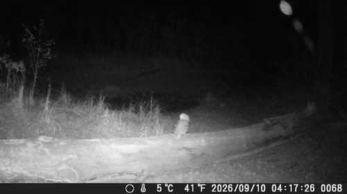 Tawny Owl