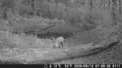 Red Fox