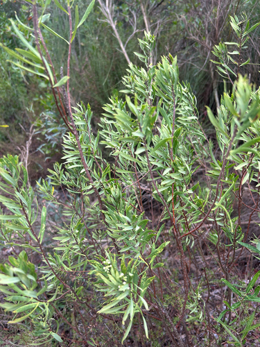 Flax-leaved Daphne