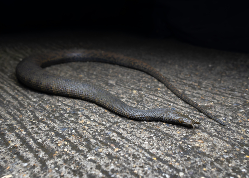 Tentacled Snake