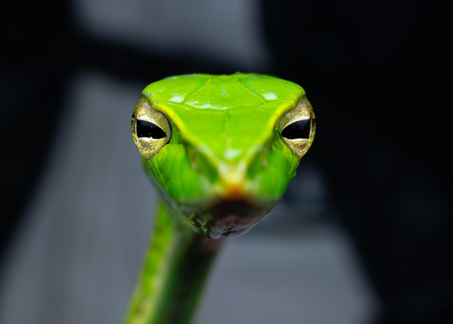 Indochinese Long-nosed Whipsnake