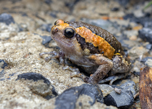 Asian Painted Frog