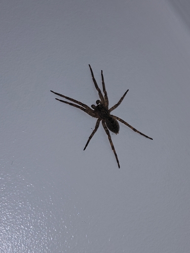 Mediterranean Spiny False Wolf Spider
