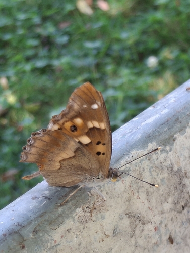 Apatura ilia clytie