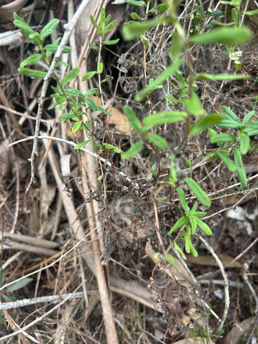 creeping gromwell
