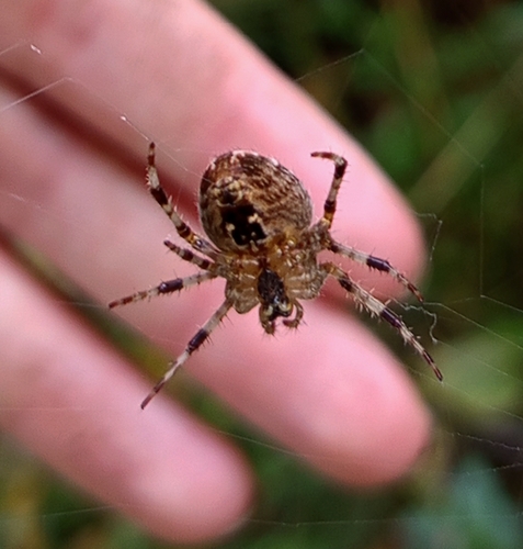 Cross Orbweaver
