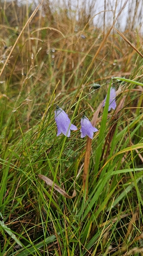 Common Harebell