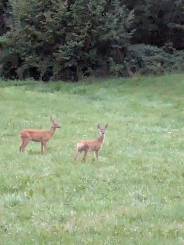 Western Roe Deer