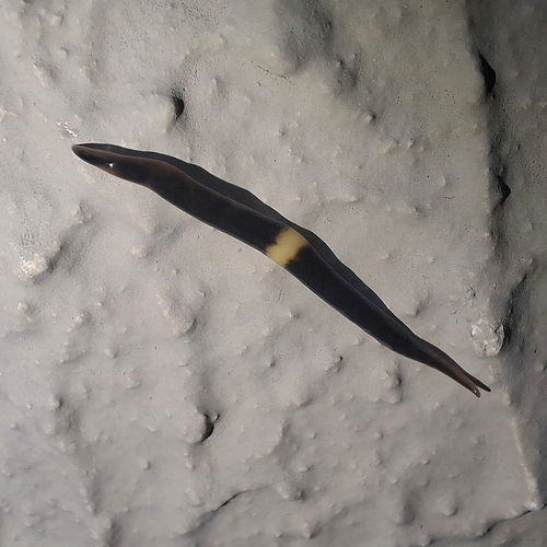 Paraparaba pankaru