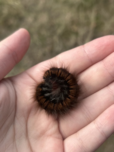 Fox Moth