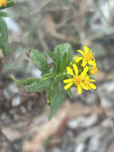 false yellowhead