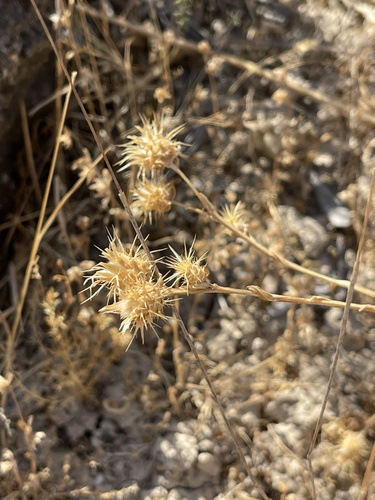 Maltese star-thistle