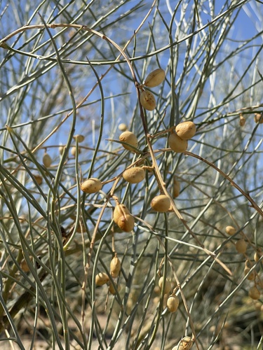 Yellow Bridal Broom