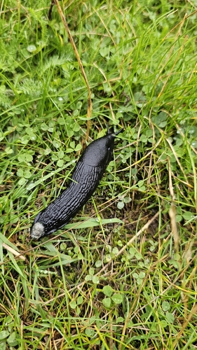 Black Slug