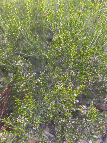 Erica umbellata