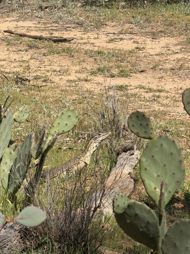 Sand Monitor