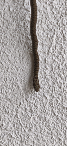 Caspian Whipsnake