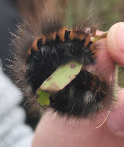 Fox Moth