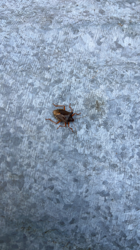 Forest Bug
