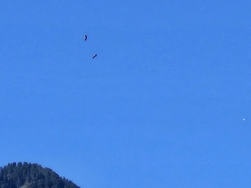 White Stork