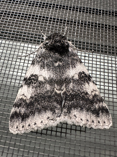 White Underwing