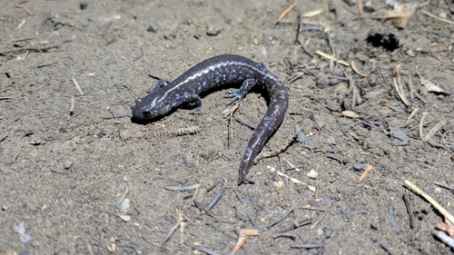 Blue-spotted Salamander