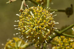 Image of Uncaria tomentosa