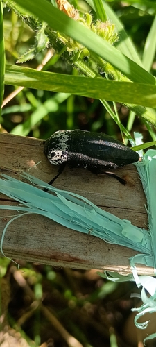 Flat-headed Root-borer