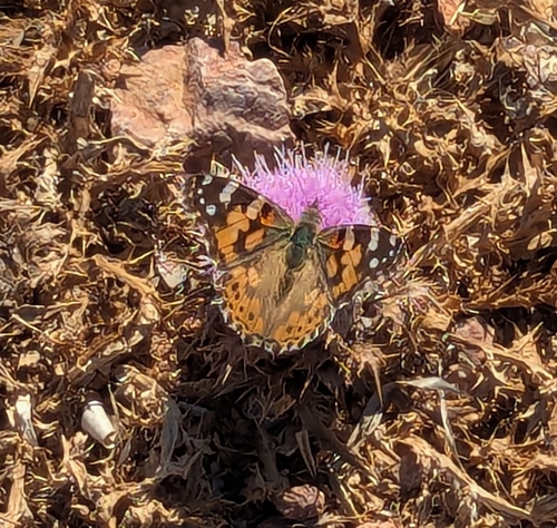 Painted Lady