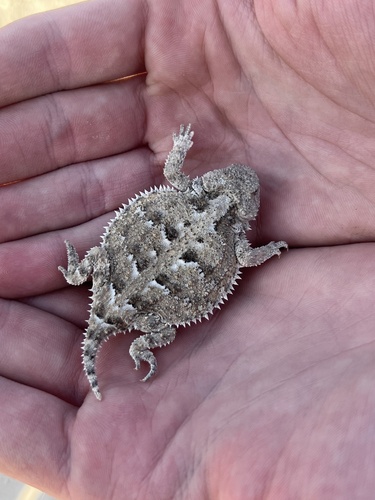 Greater Short-horned Lizard