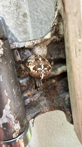 Cross Orbweaver