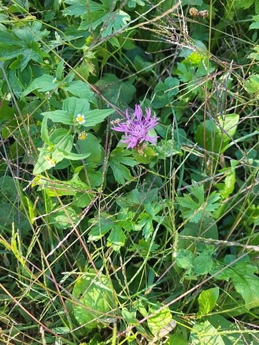 Tyrol knapweed