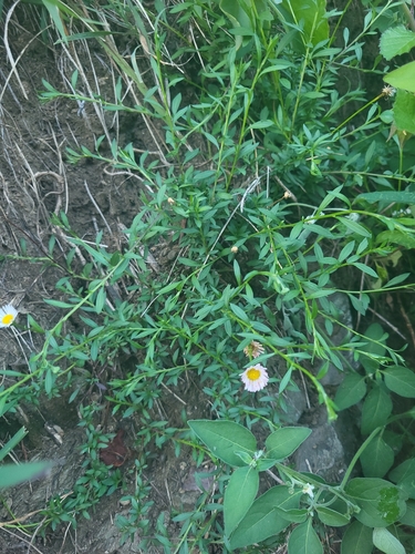 Mexican Fleabane