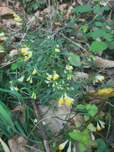 Common Cow-wheat