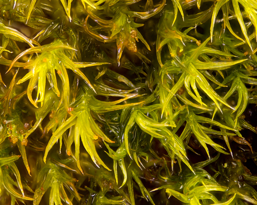 Hartman's Grimmia