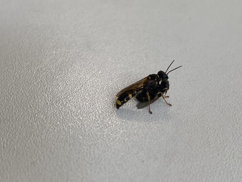 Field digger wasp