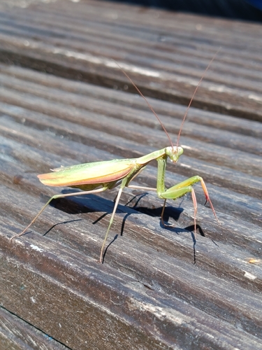 European Mantis