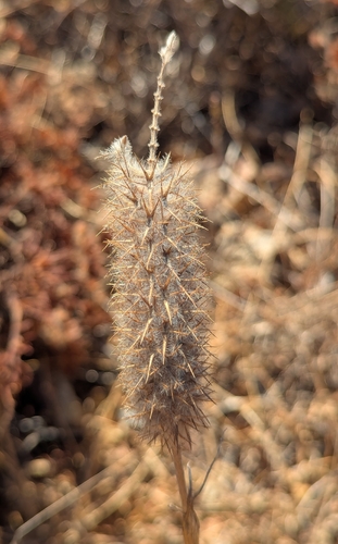 Narrow-leaved clover