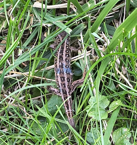 Sand Lizard