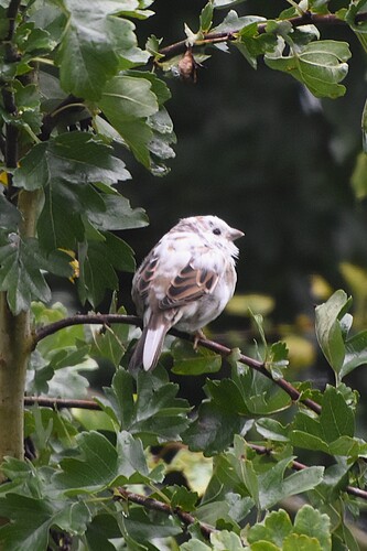 House Sparrow