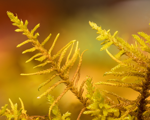 Fir Tamarisk-moss