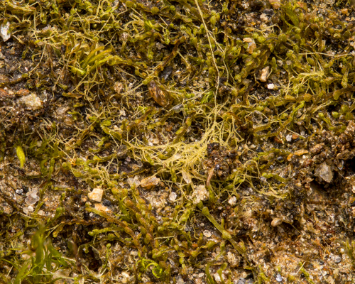 Crenulated Flapwort