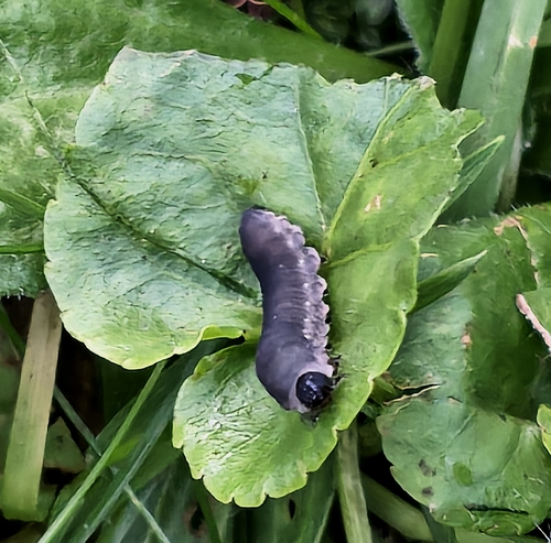 Turnip Sawfly