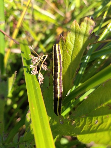 Broom Moth