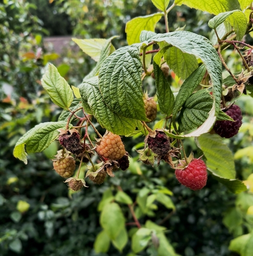 red raspberry
