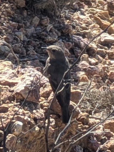 Spotted Flycatcher