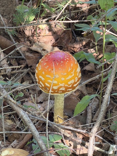 Fly Agaric